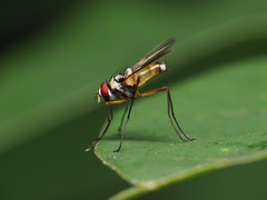 Cholomyia inaequipes