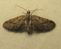 Eupithecia unicolor