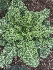 Brassica oleracea acephala