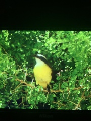 Pitangus sulphuratus