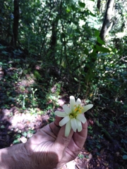 Passiflora membranacea