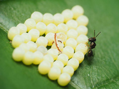 Acroclisoides sinicus