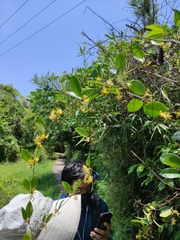 Toxocarpus wightianus