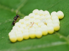 Acroclisoides sinicus