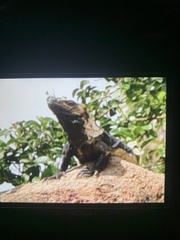 Ctenosaura pectinata