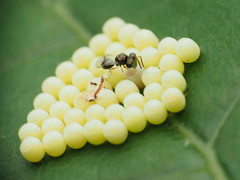 Acroclisoides sinicus