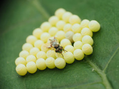 Acroclisoides sinicus