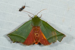 Clethrophora angulipennis