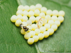 Acroclisoides sinicus