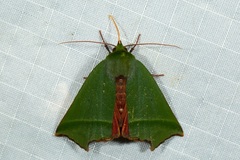 Clethrophora angulipennis