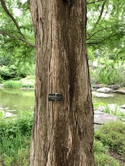 Metasequoia glyptostroboides