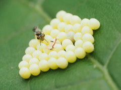 Acroclisoides sinicus