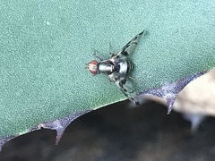 Pseudodyscrasis scutellaris