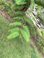 Metasequoia glyptostroboides