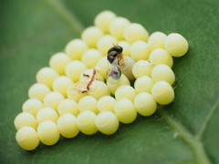 Acroclisoides sinicus