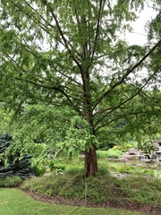 Metasequoia glyptostroboides