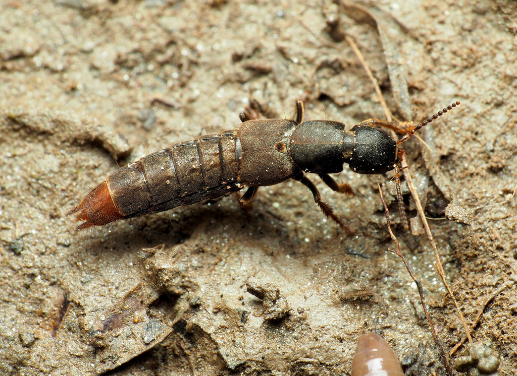 Mystic Rove Beetle