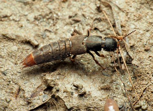 Mystic Rove Beetle