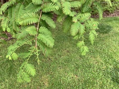 Metasequoia glyptostroboides