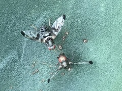 Pseudodyscrasis scutellaris
