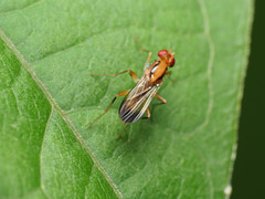 Clusia lateralis