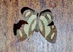 Baeotis zonata zonata