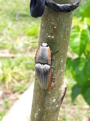 Chalcolepidius rugatus