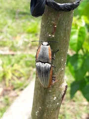 Chalcolepidius rugatus