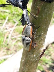 Chalcolepidius rugatus