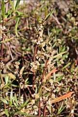 Alternanthera denticulata