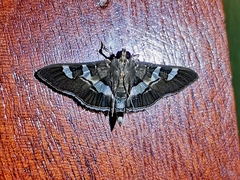 Desmia ufeus