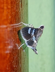 Desmia ufeus