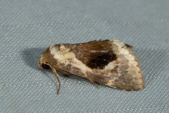 Meekistrotia bacchusi