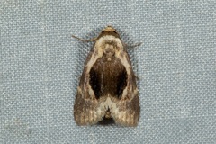 Meekistrotia bacchusi