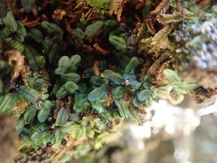 Hymenophyllum armstrongii