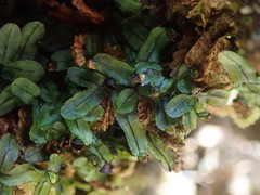 Hymenophyllum armstrongii