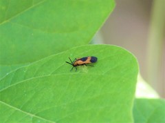 Oxychalepus balyanus