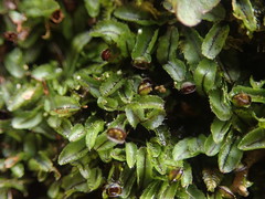 Hymenophyllum armstrongii