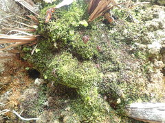 Hymenophyllum armstrongii