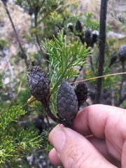 Petrophile canescens