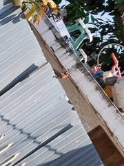 Haemorhous mexicanus