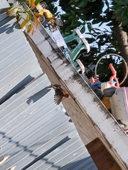 Haemorhous mexicanus