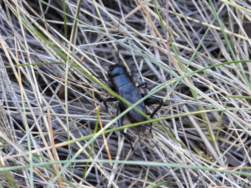 Spring Field Cricket photo 3