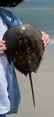 Limulus