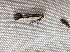 Dichomeris serrativittella