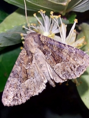 Apamea monoglypha