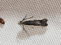 Dichomeris serrativittella