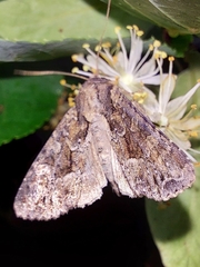 Apamea monoglypha