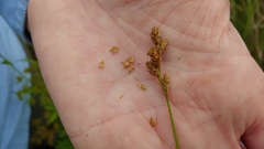 Carex missouriensis