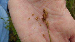 Carex missouriensis